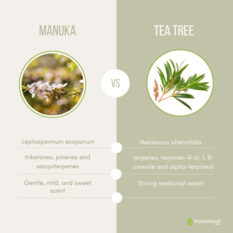 A comparison chart between manuka vs tea tree