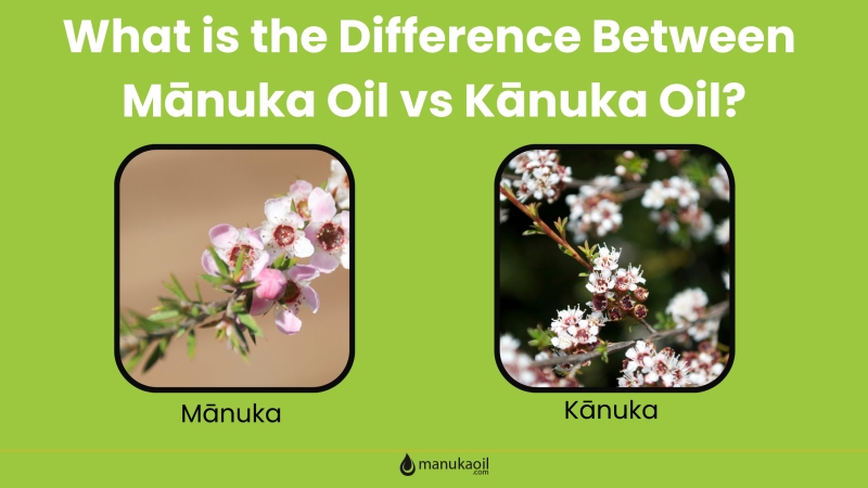 Comparison graphics of manuka and kanuka What is the Difference Between Mānuka Oil vs Kānuka Oil www.manukaoil.com
