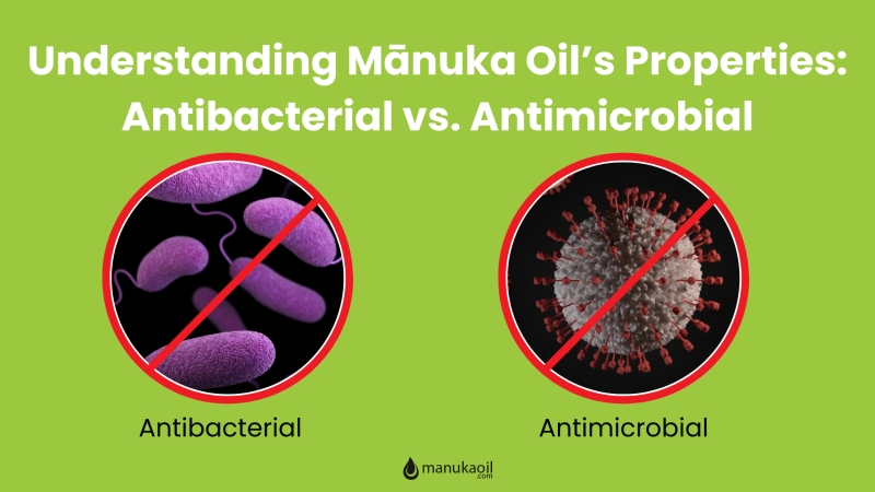 graphics of antibacterial vs antimicrobial Understanding Mānuka Oil’s Properties: Antibacterial vs. Antimicrobial www.manukaoil.com