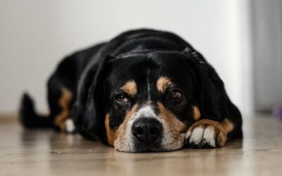 Using Mānuka Oil for Pyoderma in Dogs