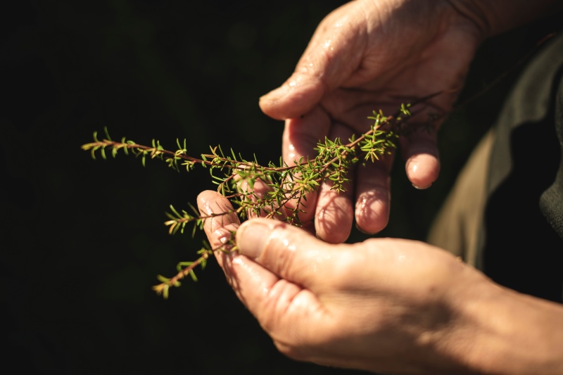 farmer man holding manuka plant with both hands after harvesting