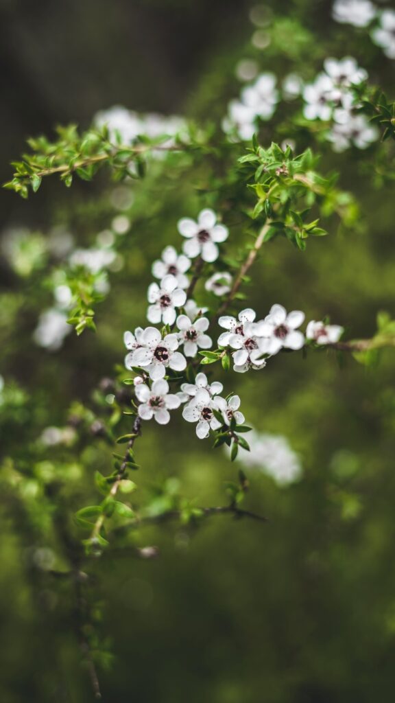 white manuka flowers