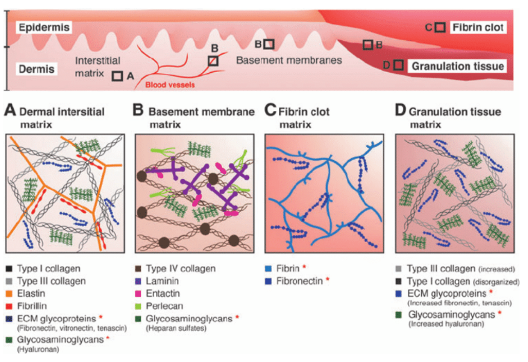 Different ECM (Extracurricular Matrix) Compositions in Healthy Skin During Wound Healing