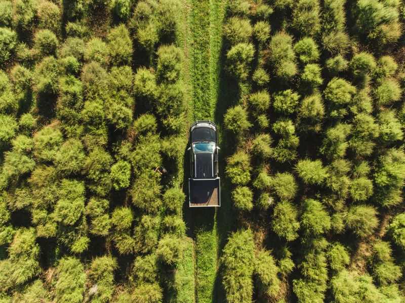 car in the middle of manuka plant plantation